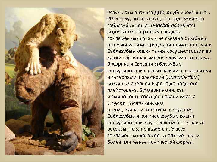 Результаты анализа ДНК, опубликованные в 2005 году, показывают, что подсемейство саблезубых кошек (Machairodontinae) выделилось