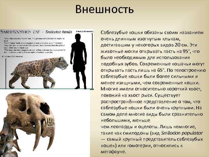 Внешность Саблезубые кошки обязаны своим названием очень длинным изогнутым клыкам, достигавшим у некоторых видов