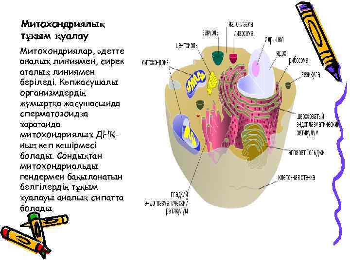 Митохондриялық тұқым қуалау Митохондриялар, әдетте аналық линиямен, сирек аталық линиямен беріледі. Көпжасушалы организмдердің жұмыртқа