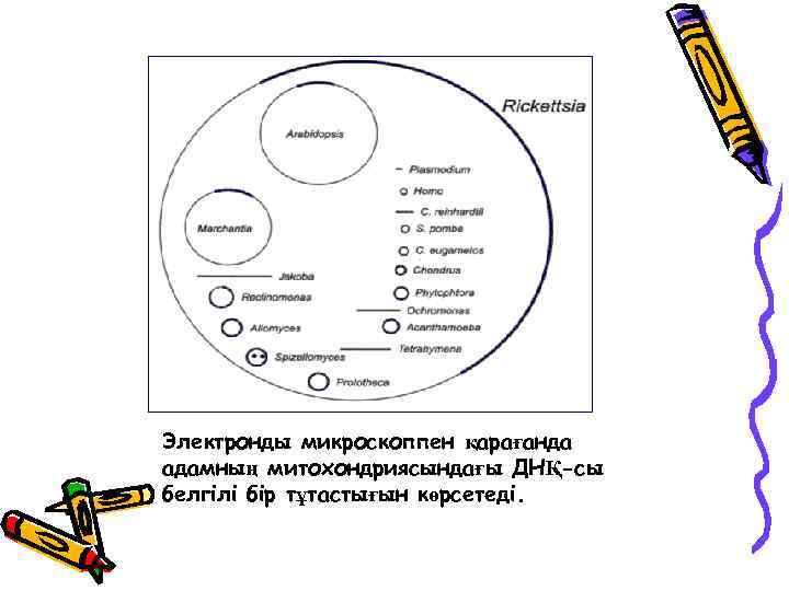 Электронды микроскоппен қарағанда адамның митохондриясындағы ДНҚ-сы белгілі бір тұтастығын көрсетеді. 