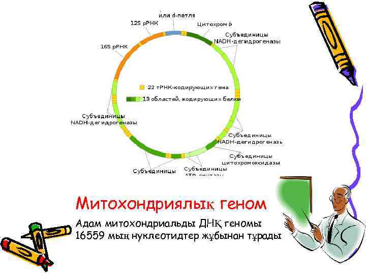Митохондриялық геном Адам митохондриальды ДНҚ геномы 16559 мың нуклеотидтер жұбынан тұрады 