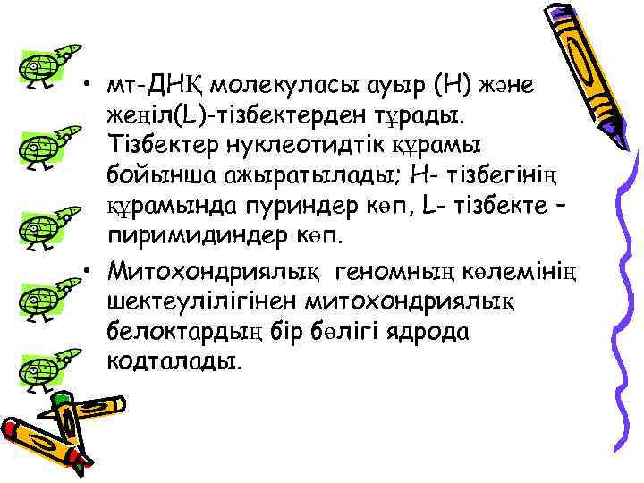  • мт-ДНҚ молекуласы ауыр (H) және жеңіл(L)-тізбектерден тұрады. Тізбектер нуклеотидтік құрамы бойынша ажыратылады;