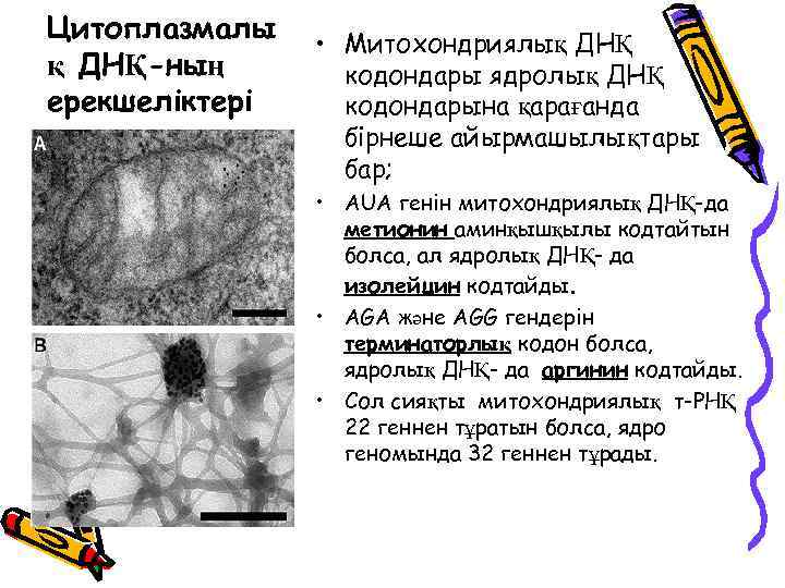 Цитоплазмалы қ ДНҚ-ның ерекшеліктері • Митохондриялық ДНҚ кодондары ядролық ДНҚ кодондарына қарағанда бірнеше айырмашылықтары