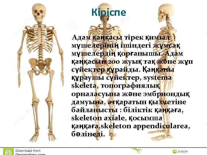 Кіріспе Адам қаңқасы тірек қимыл мүшелерінің ішіндегі жұмсақ мүшелердің қорғанышы. Адам қаңқасын 200 жуық