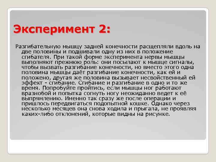 Эксперимент 2: Разгибательную мышцу задней конечности расщепляли вдоль на две половины и подшивали одну