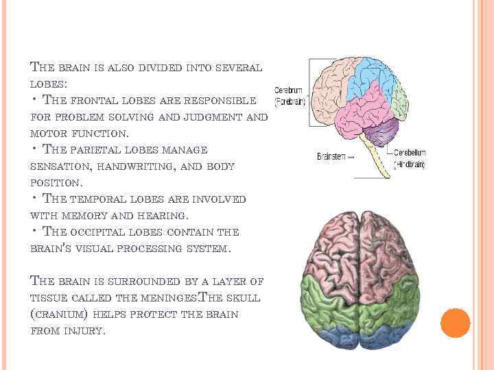 THE BRAIN IS ALSO DIVIDED INTO SEVERAL LOBES: • THE FRONTAL LOBES ARE RESPONSIBLE