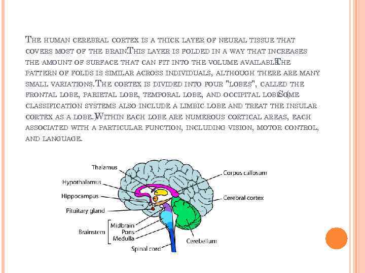 THE HUMAN CEREBRAL CORTEX IS A THICK LAYER OF NEURAL TISSUE THAT COVERS MOST