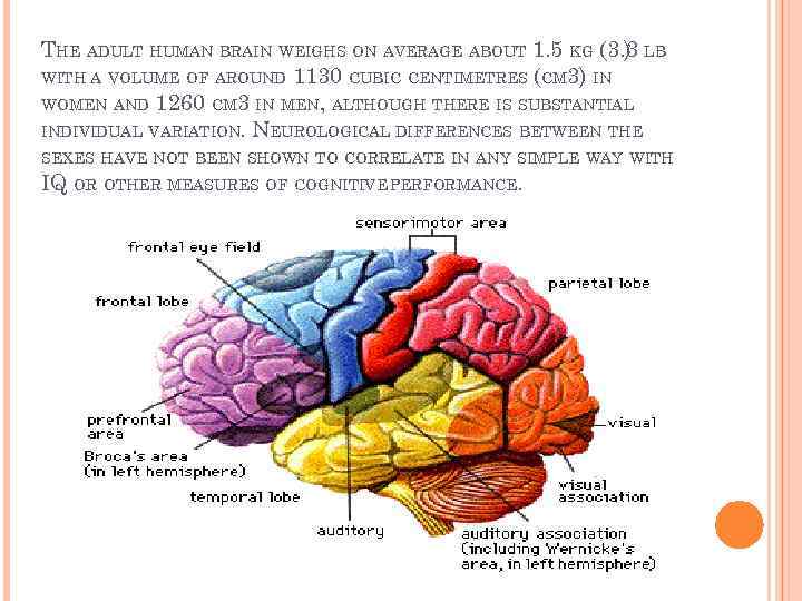 THE ADULT HUMAN BRAIN WEIGHS ON AVERAGE ABOUT 1. 5 KG (3. 3 LB