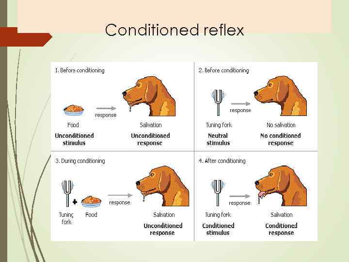 Conditioned reflex 