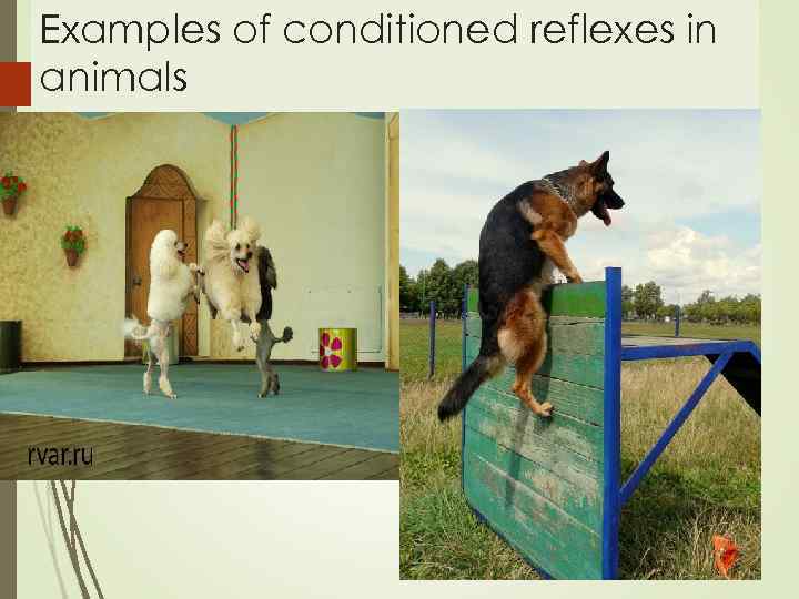 Examples of conditioned reflexes in animals 