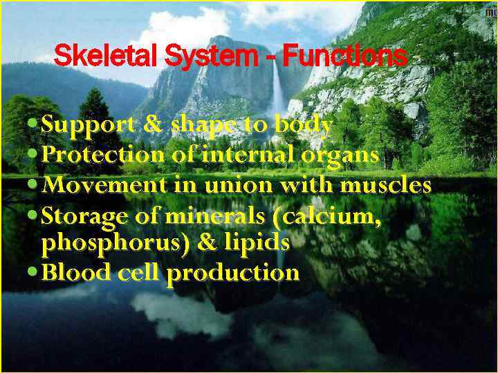 Skeletal System - Functions Support & shape to body Protection of internal organs Movement