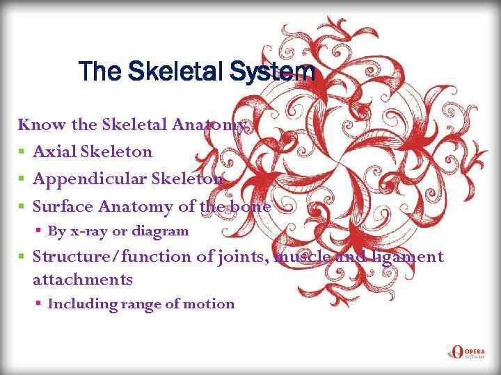 The Skeletal System Know the Skeletal Anatomy § Axial Skeleton § Appendicular Skeleton §