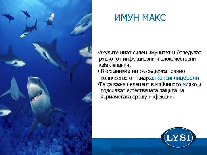 ИМУН МАКС • Акулите имат силен имунитет и боледуват рядко от инфекциозни и злокачествени