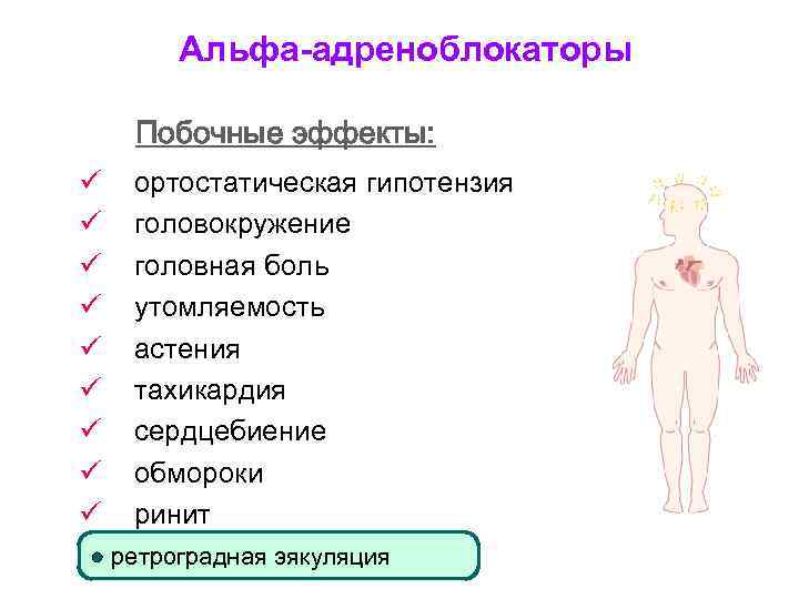 Альфа-адреноблокаторы Побочные эффекты: ü ü ü ü ü ортостатическая гипотензия головокружение головная боль утомляемость