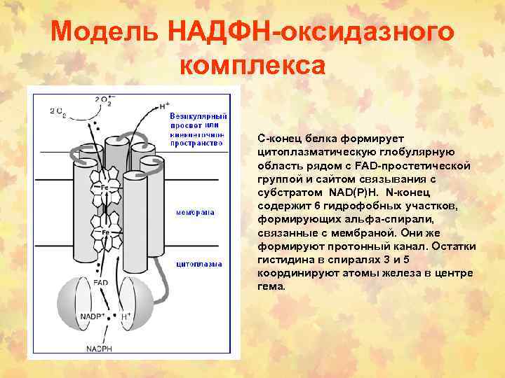 Модель НАДФН-оксидазного комплекса С-конец белка формирует цитоплазматическую глобулярную область рядом с FAD-простетической группой и