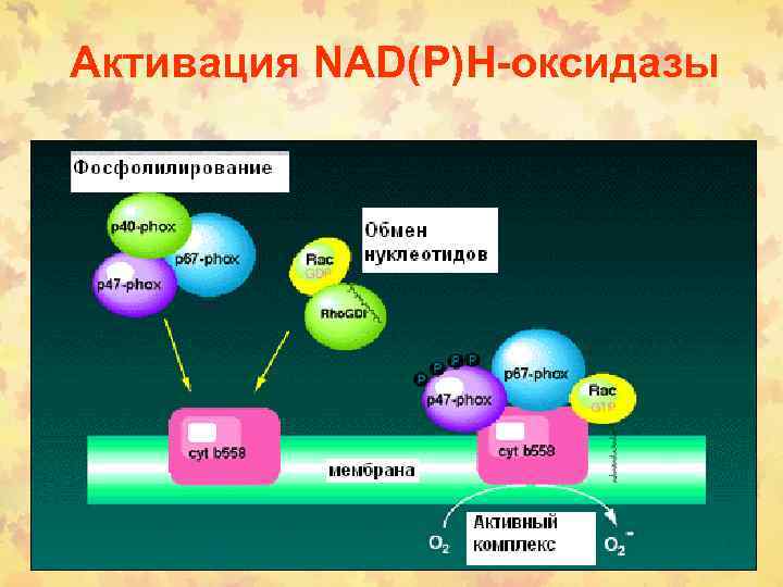 Активация NАD(P)Н-оксидазы 