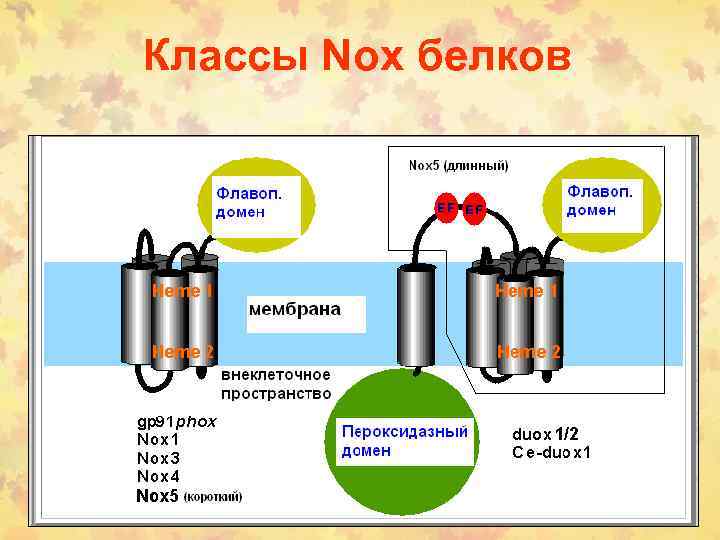 Классы Nox белков 