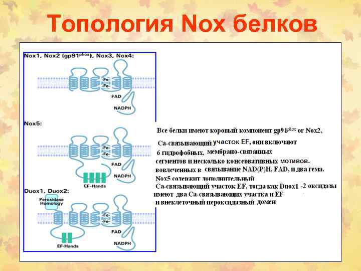 Топология Nox белков 