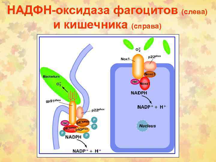 НАДФН-оксидаза фагоцитов (слева) и кишечника (справа) 