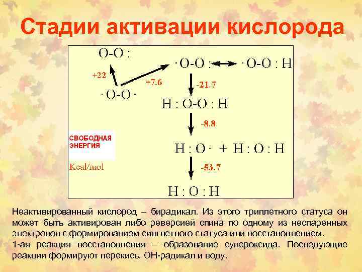 Стадии активации кислорода Неактивированный кислород – бирадикал. Из этого триплетного статуса он может быть