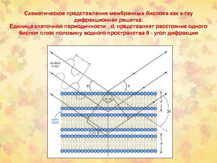 Схематическое представление мембранных бислоев как x-ray дифракционная решетка. Единица клеточной периодичности , d, представляет