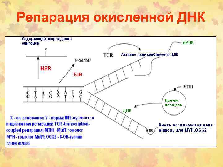 Репарация окисленной ДНК 