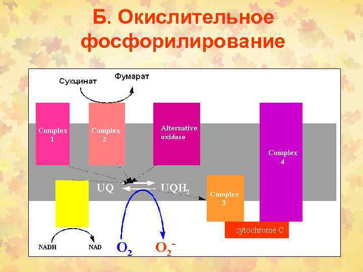 Б. Окислительное фосфорилирование 