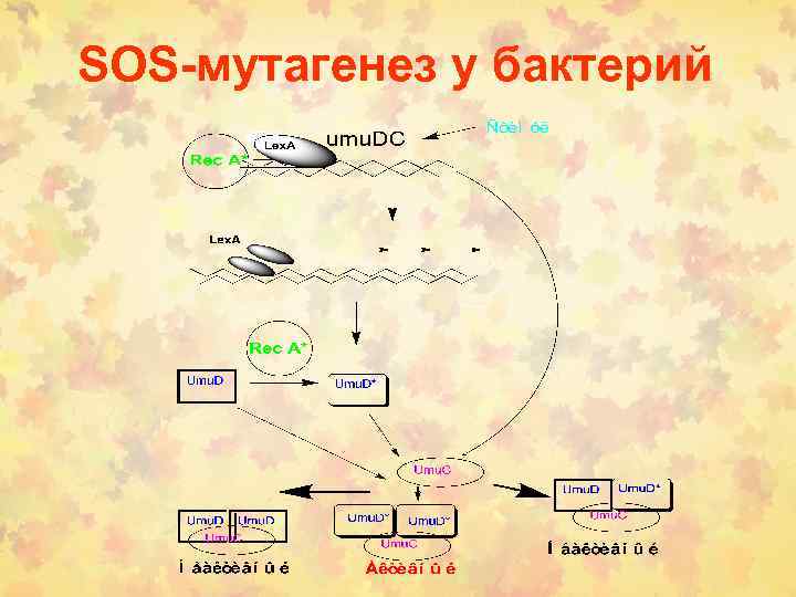 SOS-мутагенез у бактерий 