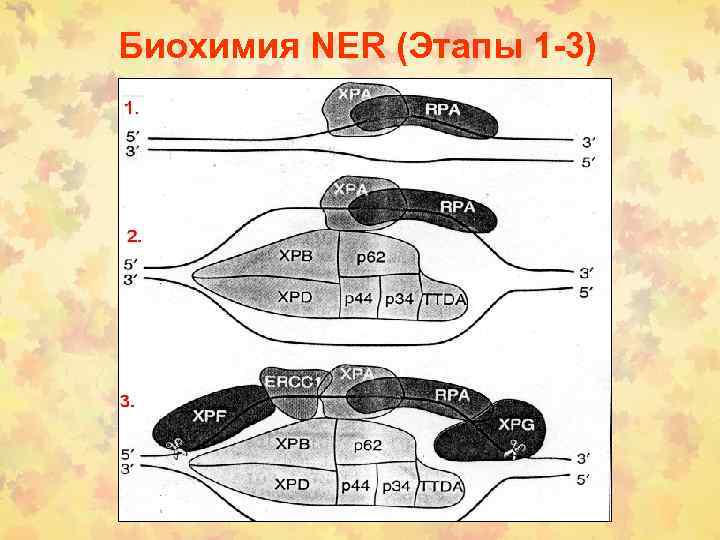 Биохимия NER (Этапы 1 -3) 