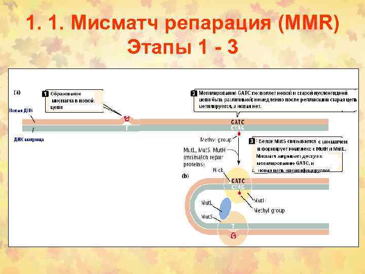 1. 1. Мисматч репарация (MMR) Этапы 1 - 3 