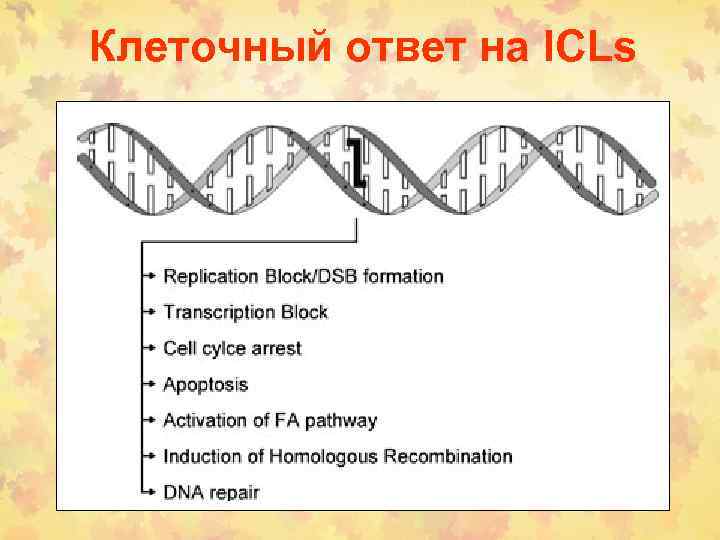 Клеточный ответ на ICLs 
