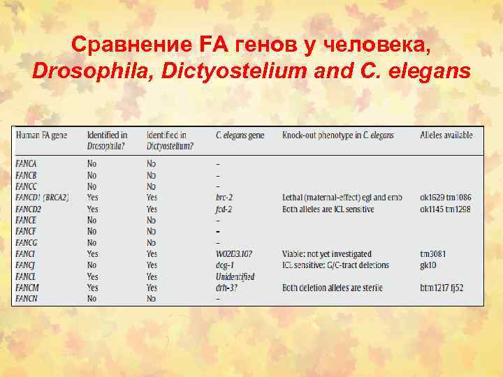 Сравнение FA генов у человека, Drosophila, Dictyostelium and C. elegans 