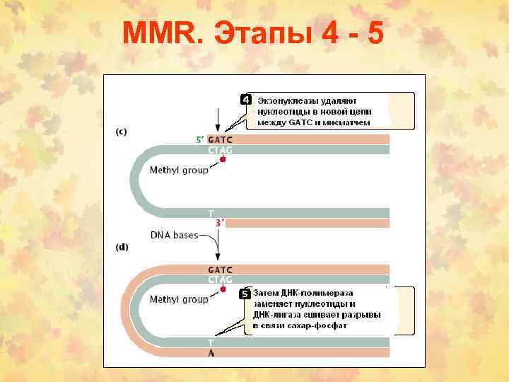 MMR. Этапы 4 - 5 