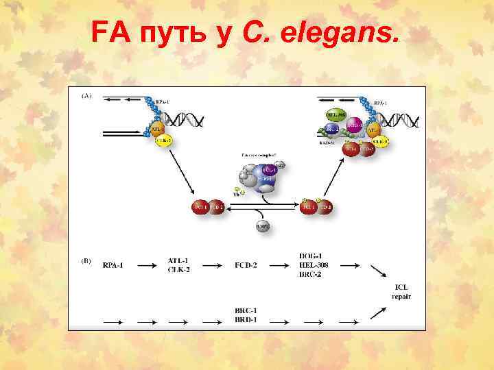 FA путь у C. elegans. 