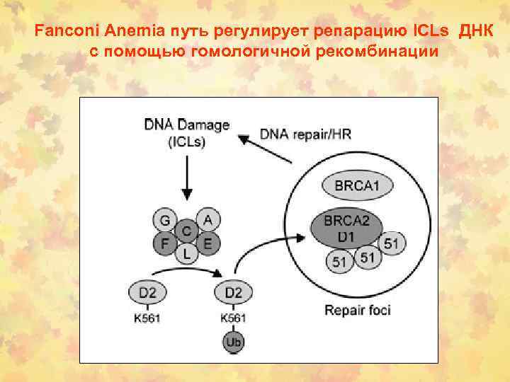 Fanconi Anemia путь регулирует репарацию ICLs ДНК с помощью гомологичной рекомбинации 