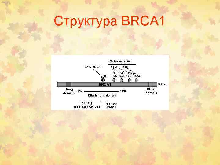 Структура BRCA 1 