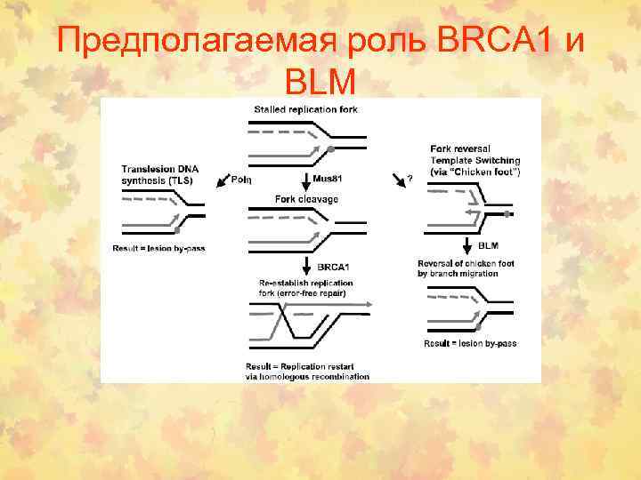 Предполагаемая роль BRCA 1 и BLM 
