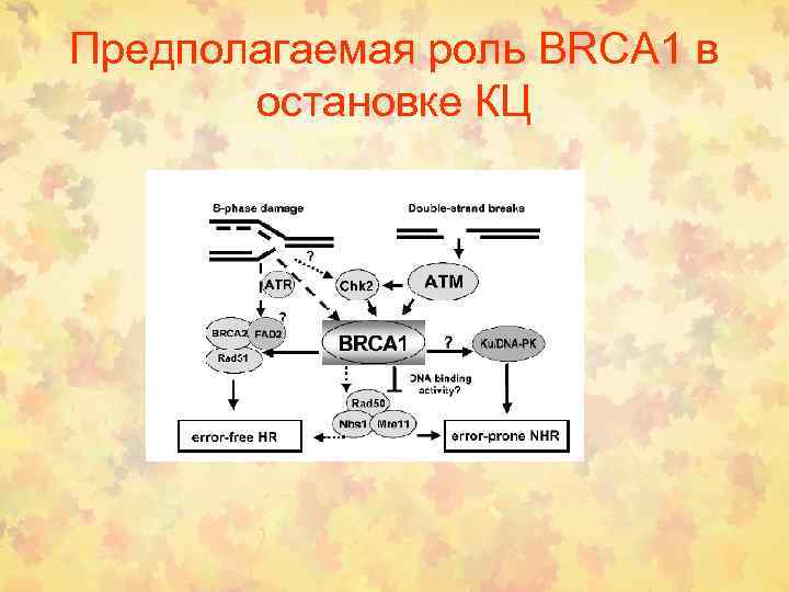 Предполагаемая роль BRCA 1 в остановке КЦ 