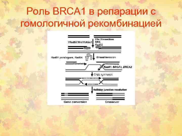 Роль BRCA 1 в репарации с гомологичной рекомбинацией 