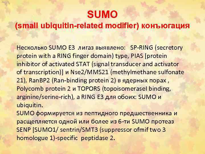 SUMO (small ubiquitin-related modifier) конъюгация Несколько SUMO E 3 лигаз выявлено: SP-RING (secretory protein