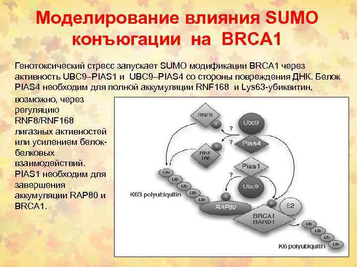 Моделирование влияния SUMO конъюгации на BRCA 1 Генотоксический стресс запускает SUMO модификации BRCA 1