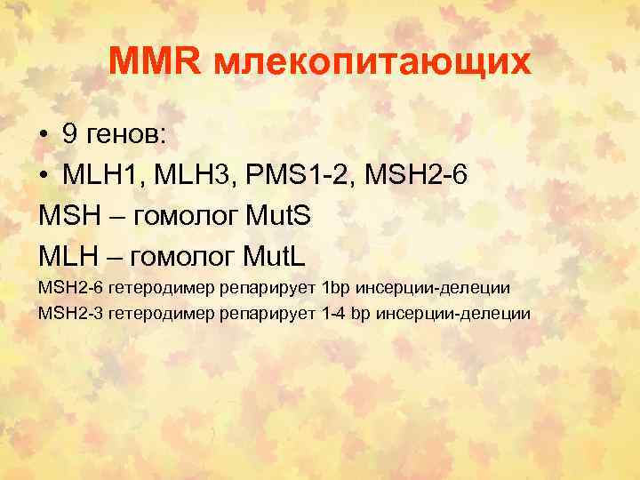 MMR млекопитающих • 9 генов: • MLH 1, MLH 3, PMS 1 -2, MSH