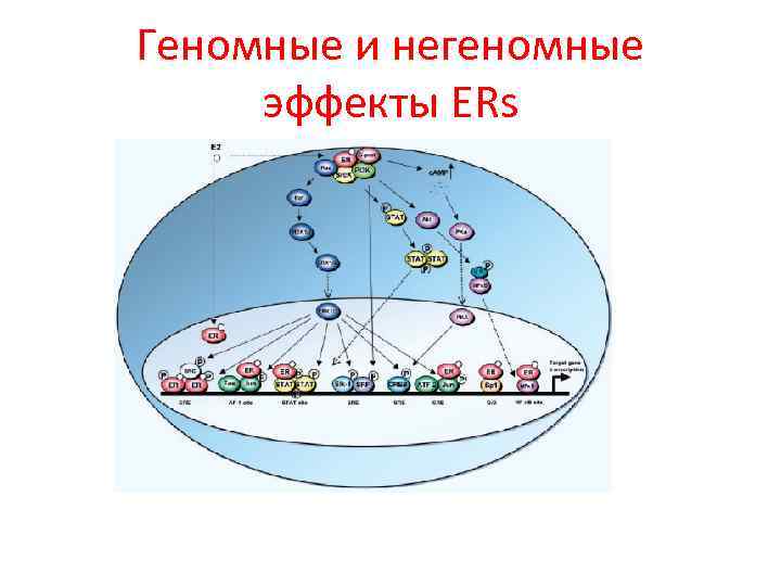 Геномные и негеномные эффекты ERs 