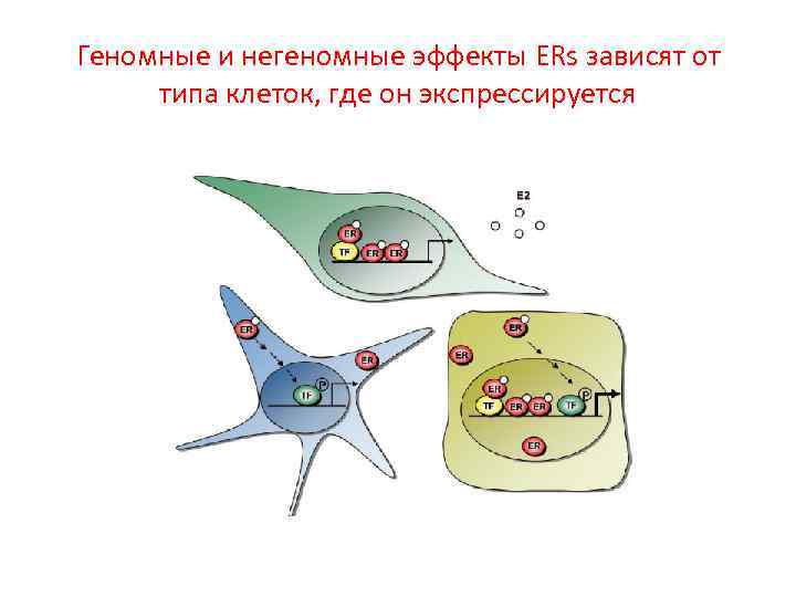 Геномные и негеномные эффекты ERs зависят от типа клеток, где он экспрессируется 