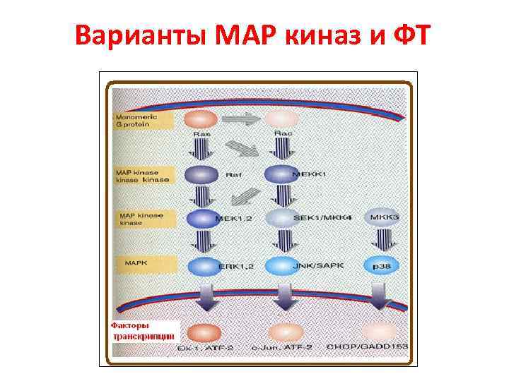Варианты МАР киназ и ФТ 