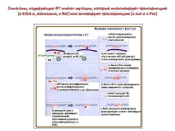 Онкогены, кодирующие ФТ имеют мутации, которые инактивируют транскрипцию (v-Erb. A и, возможно, v-Rel) или