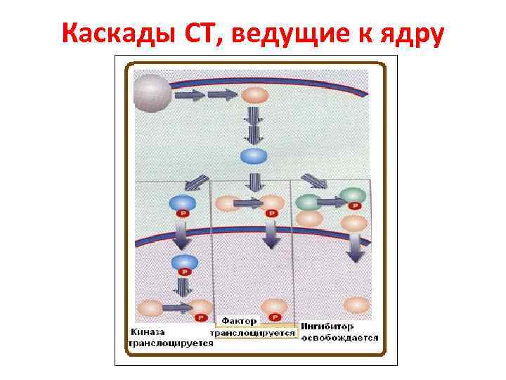 Каскады СТ, ведущие к ядру 