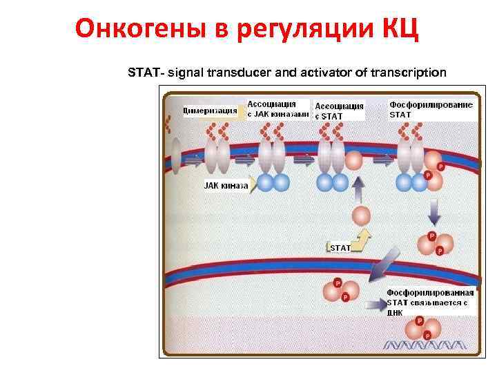 Онкогены в регуляции КЦ STAT- signal transducer and activator of transcription 