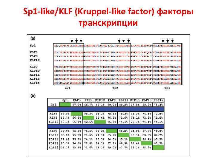 Sp 1 -like/KLF (Kruppel-like factor) факторы транскрипции 