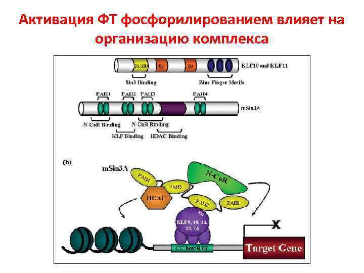 Активация ФТ фосфорилированием влияет на организацию комплекса 